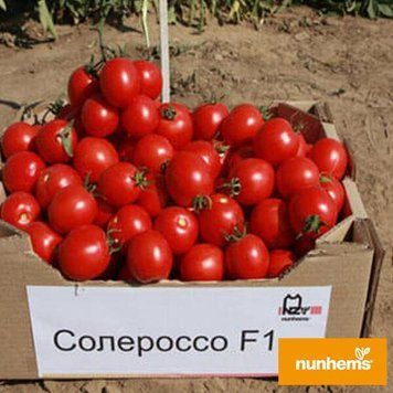 Помідор Солероссо F1 Nunhems 10 насінин (детермінантний) (зіп-пакет) 2389493203 фото