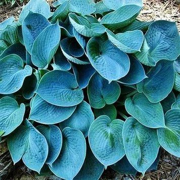 Хоста Blue Cadet (горщик) 3042294983 фото