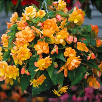 Бегонія бульбова ампельна Ілюмінейшн F1 Apricot 5 шт 20084522351-31 фото