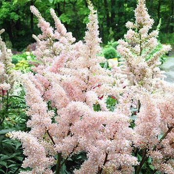 Астильба Peach Blossom (відкрита коренева система) 2854110851 фото