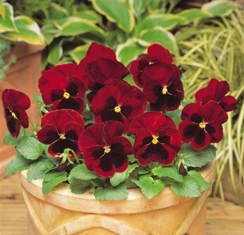 Віола MATRIX&reg; F1 RED BLOTCH PanAmerican 5 шт 465 фото