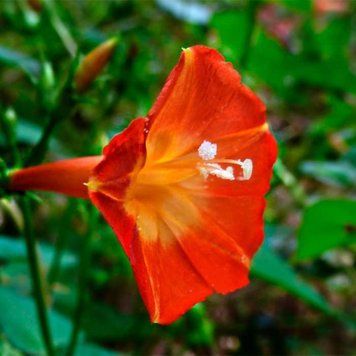 Іпомея Оранж Глорi (0.25г) TM GL Seeds 2485267149 фото