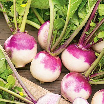 Бруква Шведська (10г) TM GL Seeds 2447963010 фото