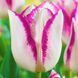Набір 5 цибулин Тюльпан тріумф Affaire 11/12 2727858094 фото 1
