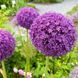 Аліум гігантський Purple Sensation 10/12 2219640914 фото 1