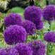 Аліум гігантський Purple Sensation 10/12 2219640914 фото 3