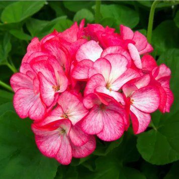 Пеларгонія Pinto Rose bicolor Syngenta 5 шт 305 фото