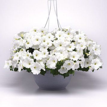 Петунія ампельна Ізі вейв F1 White 3 насінини 2464798692 фото