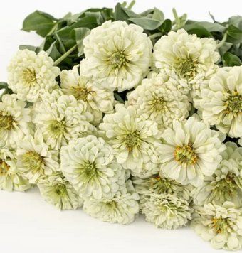 Цинія Гіганти Бенарі White 10 насінин 2444675907 фото
