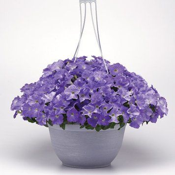 Петунія ампельна Ізі вейв F1 Sky blue 3 насінини 2464799873 фото