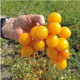 Помідор чері Флавіно F1 United genetics 10 шт (детермінантний) (зіп-пакет) 2761616237 фото