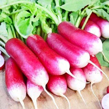 Редиска Французький сніданок (20г) TM GL Seeds 2880986871 фото