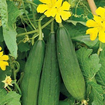 Люфа мочалка (5шт) TM GL Seeds 2448009207 фото