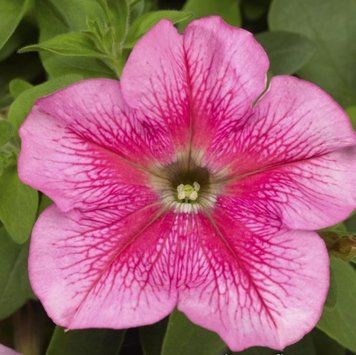 Петунія великоквіткова Tritunia F1 Pink Veined Syngenta 5 шт 364 фото