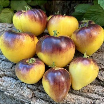 Помідор Сержант Пеппер жовтий 10 насінин Breeding seeds (індетермінантний) (зіп-пакет) 2836866152 фото