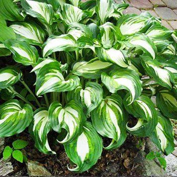 Хоста Undulata Univittata (горщик) 2458458845 фото