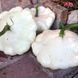 Патисон Диск білий (3г)тTM GL Seeds 2448010066 фото 1