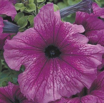 Петунія великоквіткова Tritunia F1 Plum Syngenta 5 шт 365 фото
