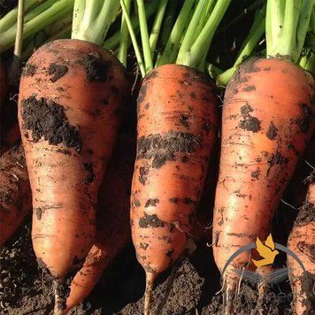 Морква Йорк F1 Lark Seeds 2 г (зіп-пакет) 2389800739 фото
