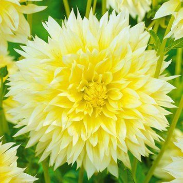 Жоржина Canary Fubuki 2446076489 фото