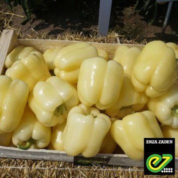 Перець Бланчіна F1 Enza zaden 50 шт (зіп-пакет) 2794696893 фото