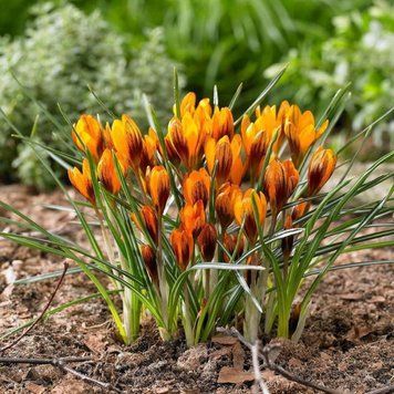 Крокус ботанічний Olivieri Balansae 5/7 3074775332 фото