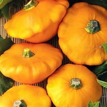 Патисон НЛО помаранчевий (3г) TM GL Seeds 2448010919 фото