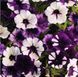 Петунія Shock wave F1 Purple tie dye 3 насінини 2464803616 фото 1