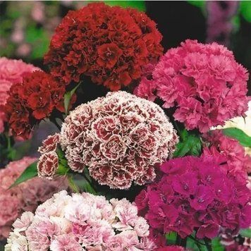 Гвоздика Турецька Махрова Суміш 0,5 г Seedera 2354956666 фото