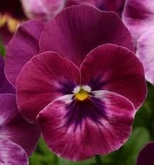 Віола COOL WAVE&reg; F1 PURPLE
PanAmerican
5 шт. 545 фото