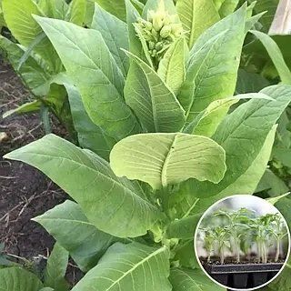 Тютюн для палiння Герцеговина 0.25г TM GL Seeds 3000610004 фото