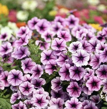 Петунія Opera Supreme F1 Purple vein 3 шт 127 фото