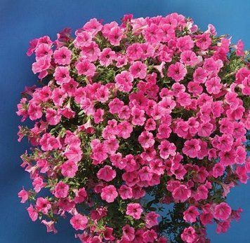 Петунія F1 Лавина Рожева 10шт TM GL Seeds 2772949170 фото
