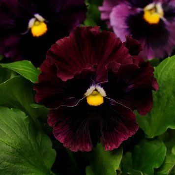 Віола FRIZZLE SIZZLE F1 Burgundy PanAmerican 5 шт 478 фото