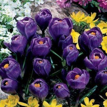 Крокус великоквітковий Flower Record 7/8 2219674280 фото