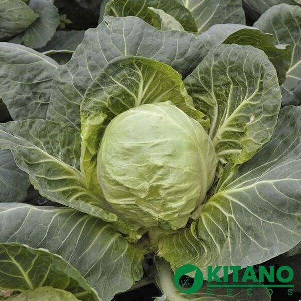 Капуста білоголова рання Канто F1 Kitano seeds 50 шт 2937753296 фото