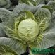 Капуста білоголова рання Канто F1 Kitano seeds 50 шт 2937753296 фото 2