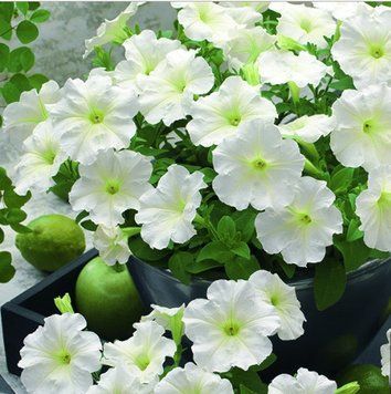Петунія Trilogy F1 Lime 5 шт 178 фото