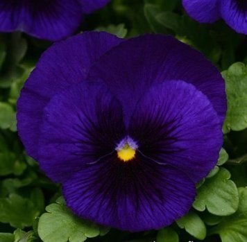 Віола MATRIX&reg; F1 DEEP BLUE BLOTCH PanAmerican 5 шт 473 фото