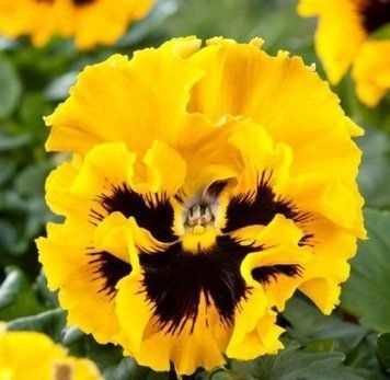 Віола FRIZZLE SIZZLE F1 YELLOW PanAmerican 5 шт 479 фото