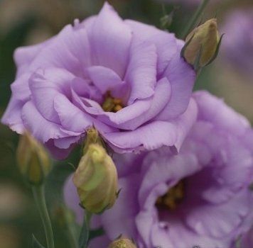 Еустома Mariachi 2 Lavander 5 насінин 2377703778 фото