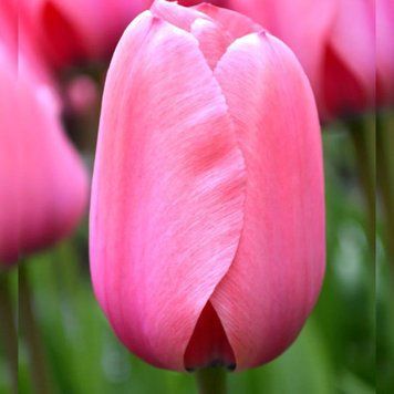 Набір 5 цибулин Тюльпан Дарвіна Pink Impression 12+ 2223589139 фото