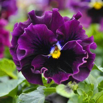 Віола FRIZZLE SIZZLE F1 Mini purple shades PanAmerican 5 шт 478 фото