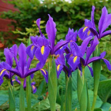 Набір 5 шт Ірис Голландський Purple Sensation 7/8 2536962262 фото