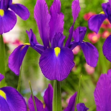 Набір 5 шт Ірис Голландський Purple Sensation 7/8 2536962262 фото