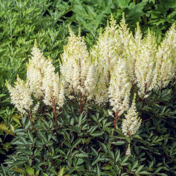 Астильба Whiteberry (горщик) 2455162931 фото