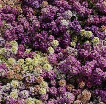 Алісум морський EASTER BONNET MIX FORMULA PanAmerican 20 шт 312 фото