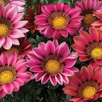 Газанія жорсткувата Kiss&trade; Rose Syngenta 5 шт 481 фото