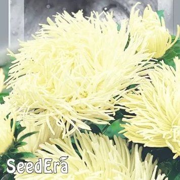 Айстра Високоросла Крален Бірма 0,25 г Seedera 2412806175 фото