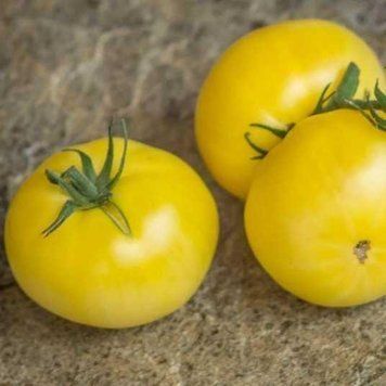Помідор Гном Літнє золото Сонячний березень 10 шт 2885459621 фото